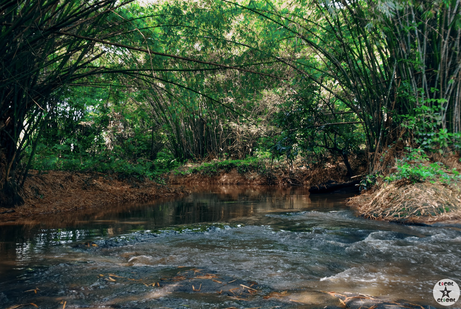 A stream running through a lush green forest